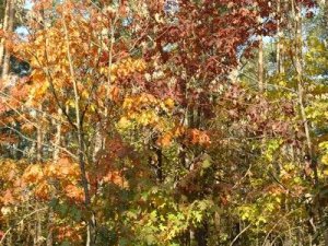 polana_pociecha_4_20110411_2010888990