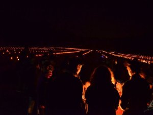 Palmiry 2014